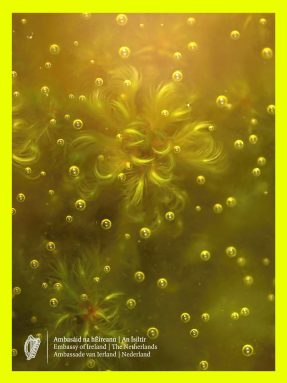 Tina Claffey, Frozen Sphagnum, 2018