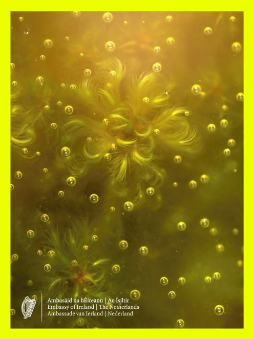 Tina Claffey, Frozen Sphagnum, 2018